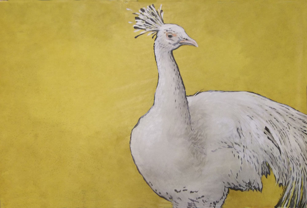 “White Peacock”